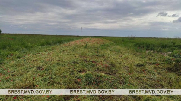 В Каменецком районе уничтожен мак В Каменецком районе уничтожен мак