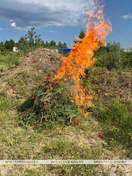 В Бресте уничтожили 150 килограммов дикорастущего мака В Бресте уничтожили 150 килограммов дикорастущего мака