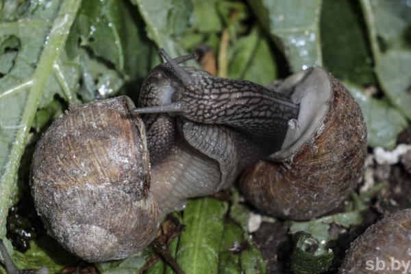 Фотофакт. Как в Беларуси семья выращивает улиток Фотофакт. Как в Беларуси семья выращивает улиток