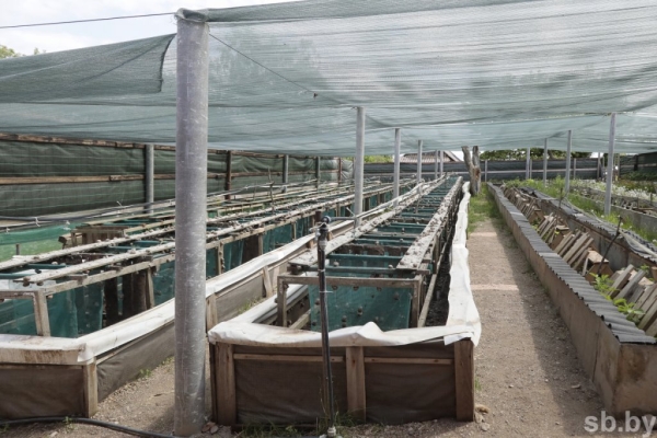 Фотофакт. Как в Беларуси семья выращивает улиток Фотофакт. Как в Беларуси семья выращивает улиток