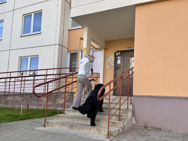 ГИГАНТСКИЕ СОБАКИ. Сколько денег уходит на содержание двух 60-килограммовых собак в панельной трёшке в Бресте? ГИГАНТСКИЕ СОБАКИ. Сколько денег уходит на содержание двух 60-килограммовых собак в панельной трёшке в Бресте?