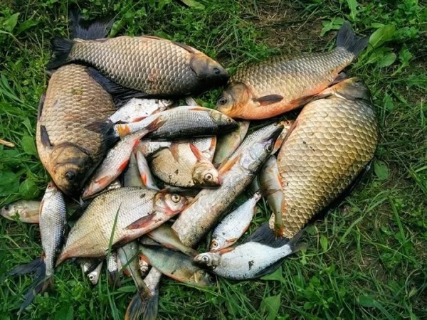 В Брестской области мужчина решил порадовать жену на 8 Марта и «организовать» рыбный день. Инициатива плохо кончилась В Брестской области мужчина решил порадовать жену на 8 Марта и «организовать» рыбный день. Инициатива плохо кончилась