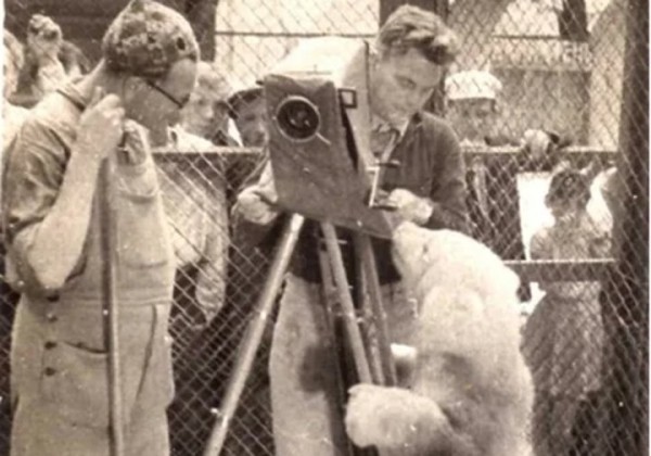 Как полярный летчик из Бреста поселил дома пингвина и медвежонка, о котором писал стихи Маршак Как полярный летчик из Бреста поселил дома пингвина и медвежонка, о котором писал стихи Маршак