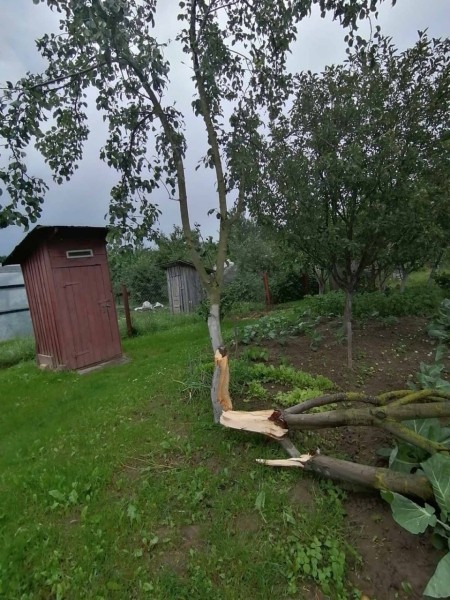 В Пинском районе сильный ветер повалил деревья