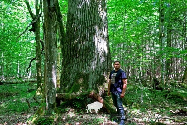 В Беловежской пуще измерили дуб-великан В Беловежской пуще измерили дуб-великан