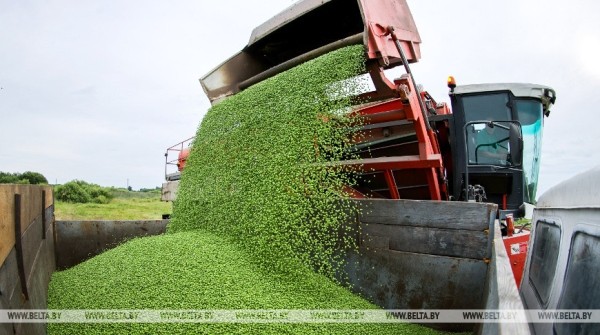 В Столинском районе идет уборка зеленого горошка В Столинском районе идет уборка зеленого горошка