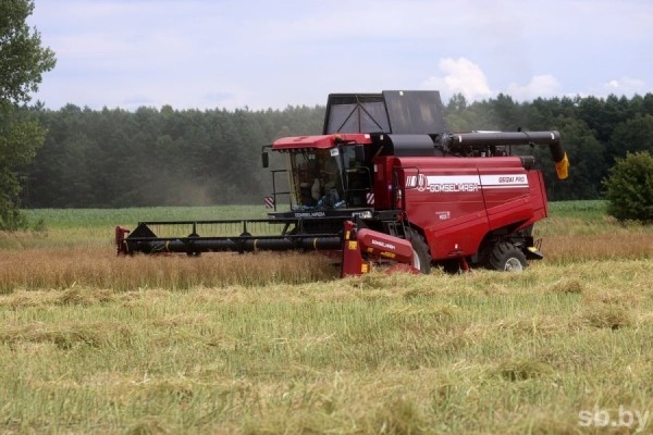 Посмотрели, как возле Бреста убирают озимый рапс Посмотрели, как возле Бреста убирают озимый рапс