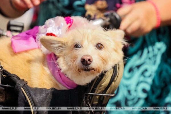 Велопарад на шпильках стал украшением Дня города Бреста Велопарад на шпильках стал украшением Дня города Бреста