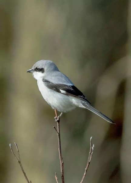 Белорусские аисты полетят зимовать за экватор, а совы останутся в Беларуси Белорусские аисты полетят зимовать за экватор, а совы останутся в Беларуси