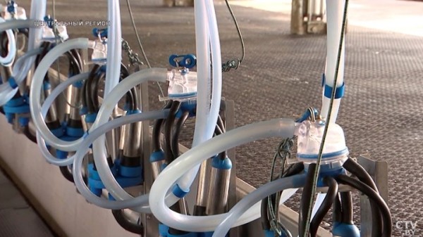 От дойки до прилавка. Вот какой путь проходит молоко, чтобы попасть в магазин От дойки до прилавка. Вот какой путь проходит молоко, чтобы попасть в магазин