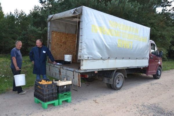 В лес на заработки. Сколько денег можно получить за сбор грибов и ягод В лес на заработки. Сколько денег можно получить за сбор грибов и ягод