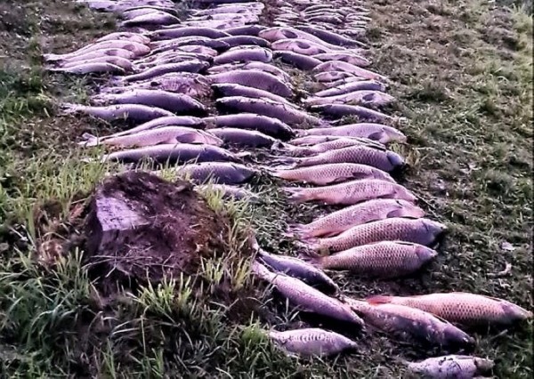 В белорусской деревне из озера достали 3 тонны мертвой рыбы. Что случилось? В белорусской деревне из озера достали 3 тонны мертвой рыбы. Что случилось?