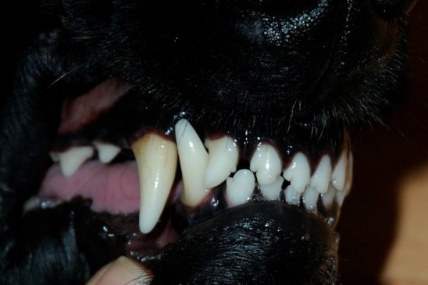 Милиционер обезвредил сенбернара, покусавшего девятилетнего ребенка Милиционер обезвредил сенбернара, покусавшего девятилетнего ребенка