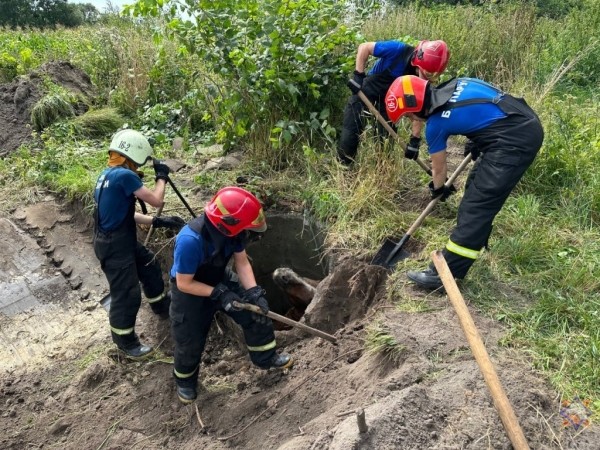 В Пружанском районе лошадь провалилась в колодец: на помощь пришли спасатели В Пружанском районе лошадь провалилась в колодец: на помощь пришли спасатели