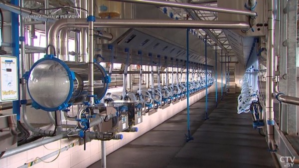 От дойки до прилавка. Вот какой путь проходит молоко, чтобы попасть в магазин От дойки до прилавка. Вот какой путь проходит молоко, чтобы попасть в магазин