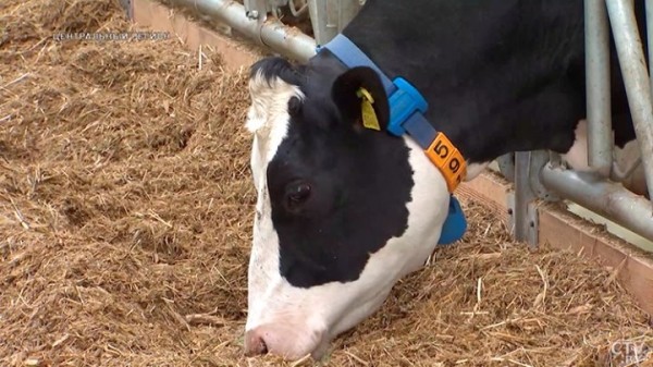От дойки до прилавка. Вот какой путь проходит молоко, чтобы попасть в магазин От дойки до прилавка. Вот какой путь проходит молоко, чтобы попасть в магазин