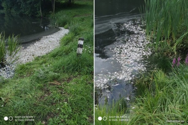 В белорусской деревне из озера достали 3 тонны мертвой рыбы. Что случилось? В белорусской деревне из озера достали 3 тонны мертвой рыбы. Что случилось?
