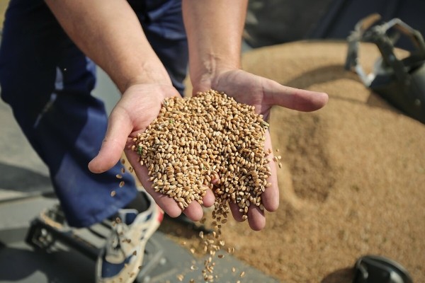 Водитель самого крутого комбайна в Беларуси: «За 1 000 рублей в поле точно бы не работал!» Водитель самого крутого комбайна в Беларуси: «За 1 000 рублей в поле точно бы не работал!»