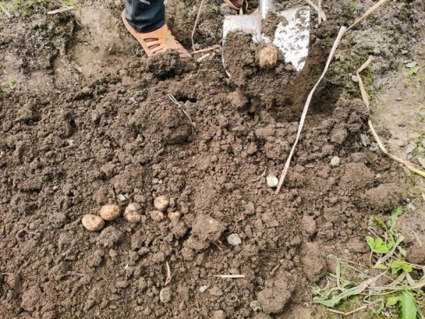 Копал картошку и нашёл клад! Что делать? Копал картошку и нашёл клад! Что делать?