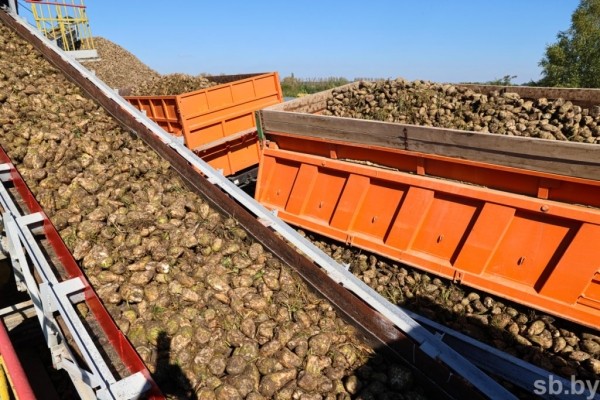 В Брестской области накопано 370 тысяч тонн сахарной свеклы В Брестской области накопано 370 тысяч тонн сахарной свеклы