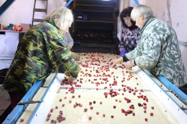 Смотрите, как на Брестчине собирают клюкву Смотрите, как на Брестчине собирают клюкву