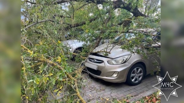 В МЧС рассказали о последствиях сильного ветра в Беларуси В МЧС рассказали о последствиях сильного ветра в Беларуси