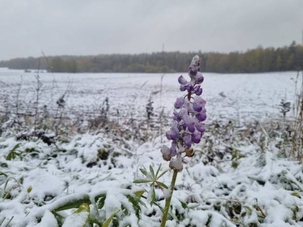 В Беларуси выпал снег В Беларуси выпал снег