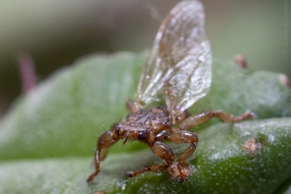 Белорусских грибников предупредили об еще одном опасном насекомом Белорусских грибников предупредили об еще одном опасном насекомом