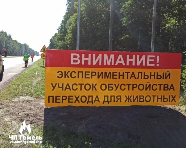 На трассе М6 будет такая же система? В Беларуси тестируют интеллектуальный переход для диких животных На трассе М6 будет такая же система? В Беларуси тестируют интеллектуальный переход для диких животных