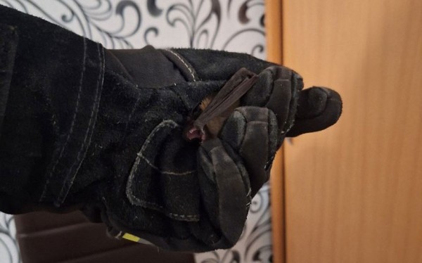 В Барановичах в окно квартиры залетела летучая мышь В Барановичах в окно квартиры залетела летучая мышь