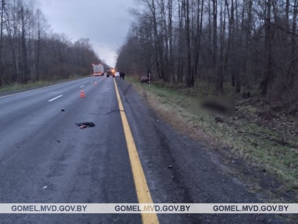 Лось стал причиной ДТП со смертельным исходом Лось стал причиной ДТП со смертельным исходом