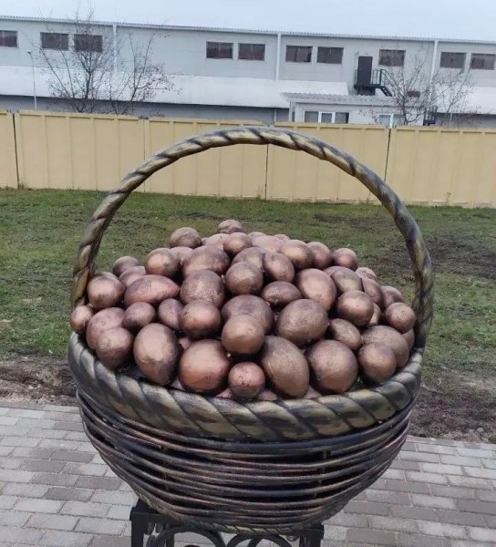 В Бобруйском районе установили памятник картошке В Бобруйском районе установили памятник картошке
