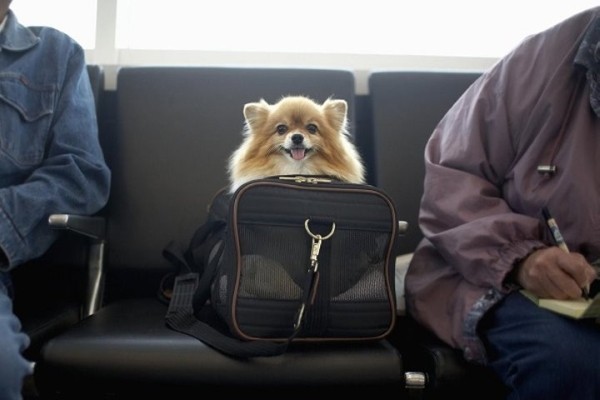 Можно ли белорусам написать завещание на кота? Узнали у специалистов, рассказываем Можно ли белорусам написать завещание на кота? Узнали у специалистов, рассказываем