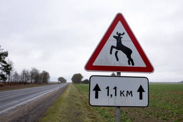 На трассе М6 будет такая же система? В Беларуси тестируют интеллектуальный переход для диких животных На трассе М6 будет такая же система? В Беларуси тестируют интеллектуальный переход для диких животных