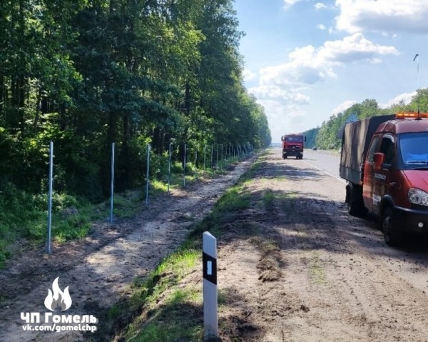 На трассе М6 будет такая же система? В Беларуси тестируют интеллектуальный переход для диких животных На трассе М6 будет такая же система? В Беларуси тестируют интеллектуальный переход для диких животных