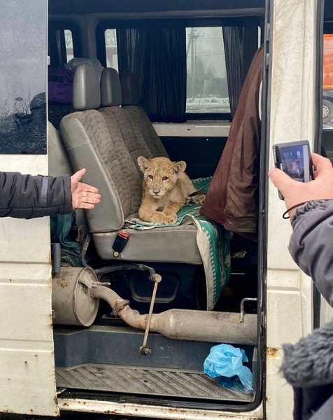 Трехмесячного львенка везли среди личных вещей в микроавтобусе из России в Беларусь. Документов у водителя не было Трехмесячного львенка везли среди личных вещей в микроавтобусе из России в Беларусь. Документов у водителя не было