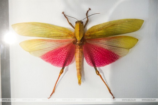 «Порхающие цветы». Выставку бабочек презентовали в Бресте «Порхающие цветы». Выставку бабочек презентовали в Бресте