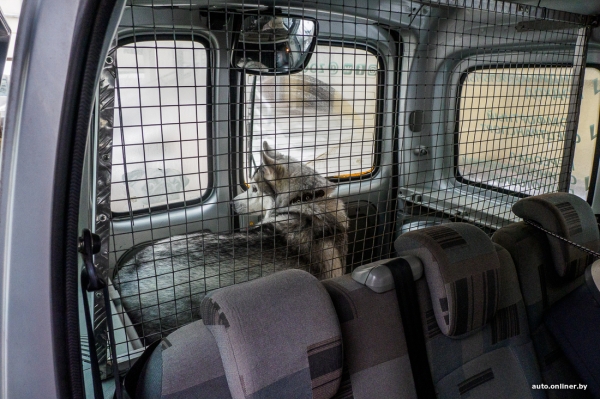 «Жирная тема» или сплошные убытки? Разбираемся, почему в Беларуси почти нет зоотакси «Жирная тема» или сплошные убытки? Разбираемся, почему в Беларуси почти нет зоотакси