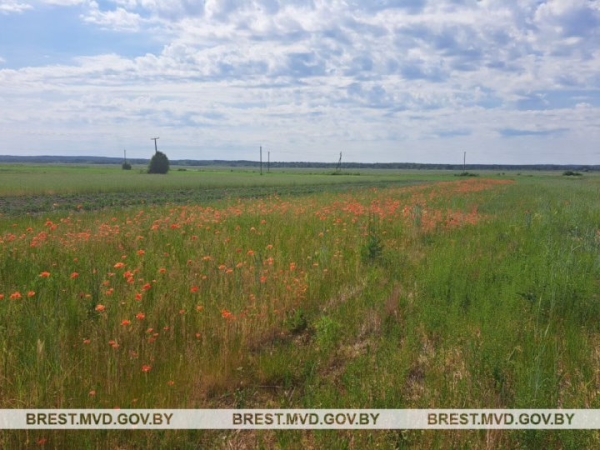 В Бресте уничтожили 150 килограммов дикорастущего мака В Бресте уничтожили 150 килограммов дикорастущего мака