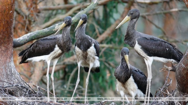 Более 50 мест обитания черного аиста выявлено в Брестской области Более 50 мест обитания черного аиста выявлено в Брестской области