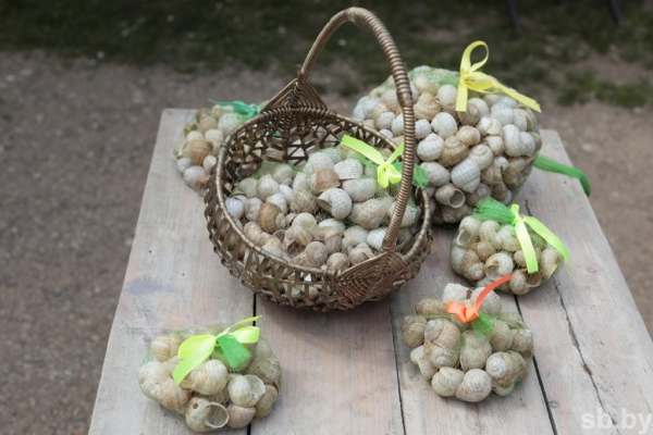 Фотофакт. Как в Беларуси семья выращивает улиток Фотофакт. Как в Беларуси семья выращивает улиток