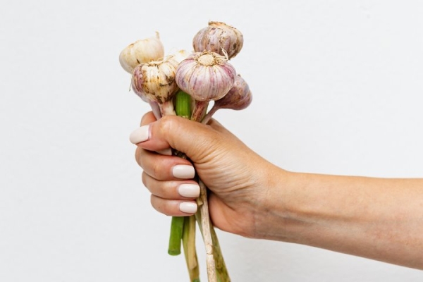 Знаете ли вы, зачем опытные огородники завязывают листья чеснока в узел? Знаете ли вы, зачем опытные огородники завязывают листья чеснока в узел?