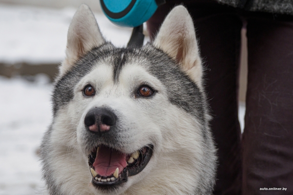 «Жирная тема» или сплошные убытки? Разбираемся, почему в Беларуси почти нет зоотакси «Жирная тема» или сплошные убытки? Разбираемся, почему в Беларуси почти нет зоотакси