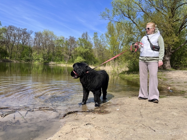 ГИГАНТСКИЕ СОБАКИ. Сколько денег уходит на содержание двух 60-килограммовых собак в панельной трёшке в Бресте? ГИГАНТСКИЕ СОБАКИ. Сколько денег уходит на содержание двух 60-килограммовых собак в панельной трёшке в Бресте?