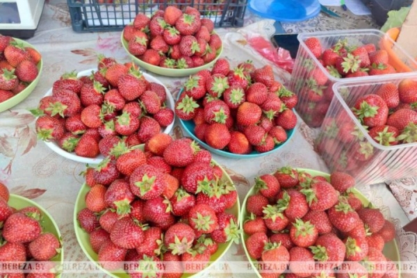 На рынке в Березе появилась черника. Почем? На рынке в Березе появилась черника. Почем?