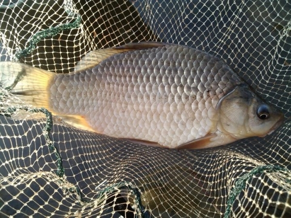 Суд в Березе вынес приговор жителю Белоозерска за незаконную рыбалку Суд в Березе вынес приговор жителю Белоозерска за незаконную рыбалку