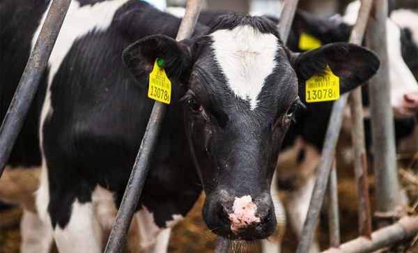 Главный ветврач «оживлял» павший скот в Брестском районе