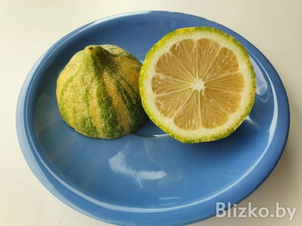 В «Евроопте» появились розовые лимоны В «Евроопте» появились розовые лимоны