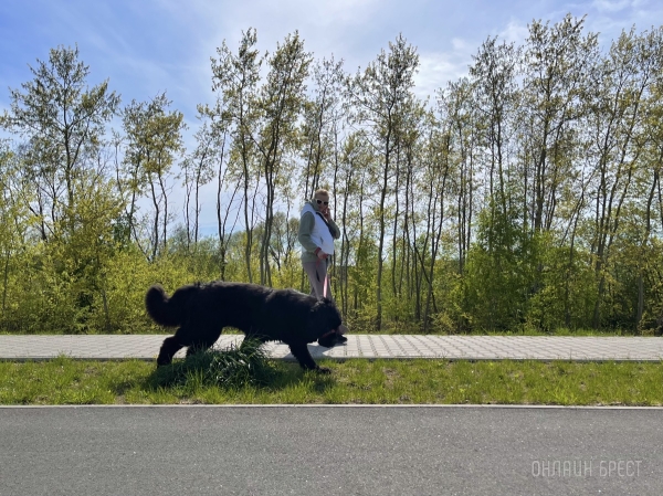 ГИГАНТСКИЕ СОБАКИ. Сколько денег уходит на содержание двух 60-килограммовых собак в панельной трёшке в Бресте? ГИГАНТСКИЕ СОБАКИ. Сколько денег уходит на содержание двух 60-килограммовых собак в панельной трёшке в Бресте?