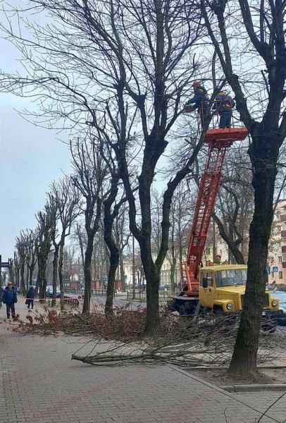 В Бресте проводят плановую обрезку деревьев для их роста, развития и поддержания формы кроны В Бресте проводят плановую обрезку деревьев для их роста, развития и поддержания формы кроны